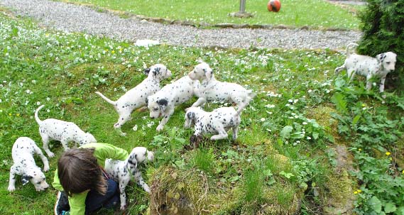 oglasi, Dalmatiner tene-Dalmatinski pas tenci