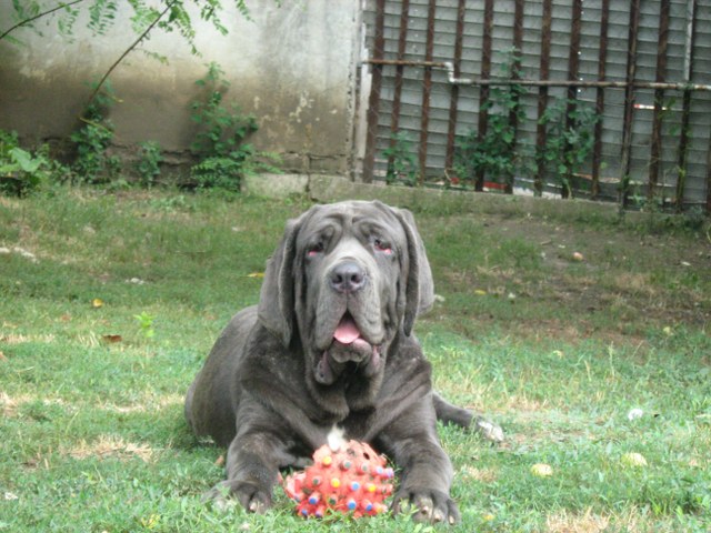 oglasi, napoletano mastino