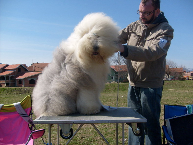 Bobtail-Old English Sheep Dog