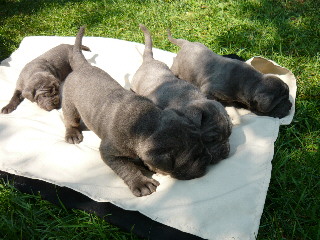 Mastino Napoletano