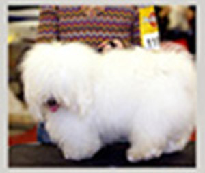 COTON DE TULEAR- PRODAJEM TENCA