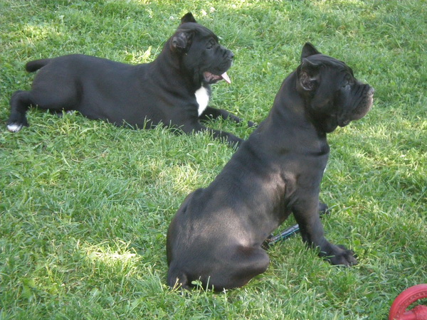 Cane Corso Stenci na prodaju