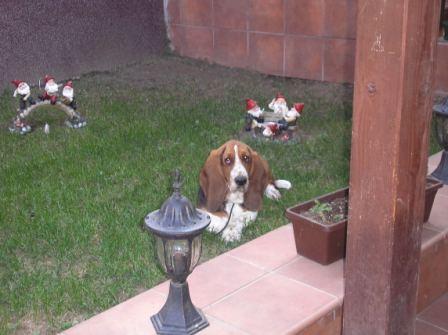 BASSET