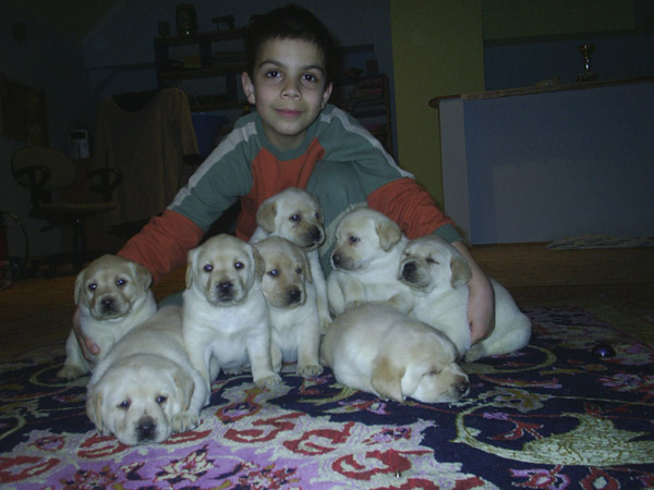 Izuzetna stenad labrador retrivera