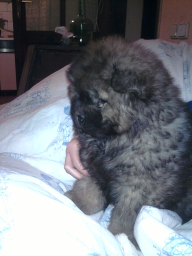 Chow chow