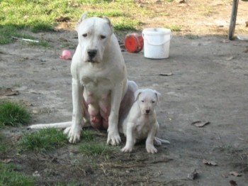 dogo argentino