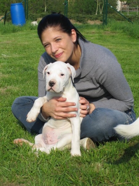 Dogo Argentino tenci (roditelj imp.Arg)