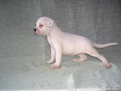 oglasi, AMERICAN BULLDOG