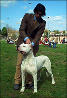 oglasi, DOGO ARGENTINO