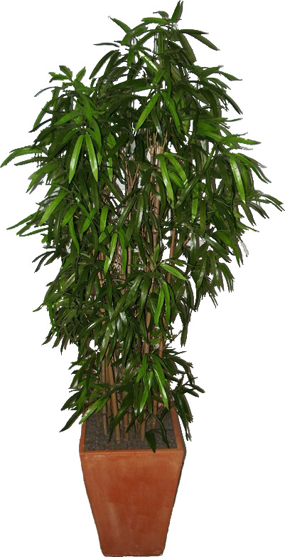oglasi, umjetno cvee rastline Bambus palme