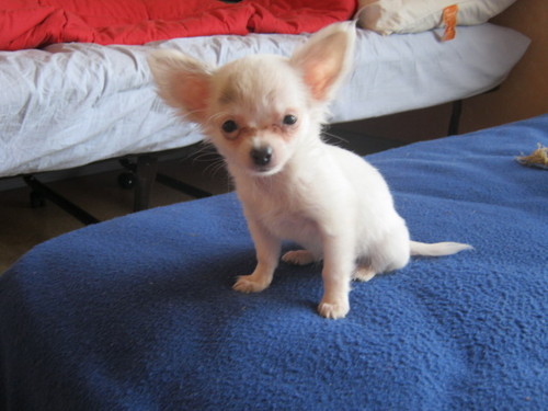 dajem štene tip ženske Chihuahua Bijeli