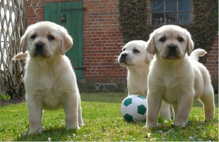 Labrador retriever tenci 