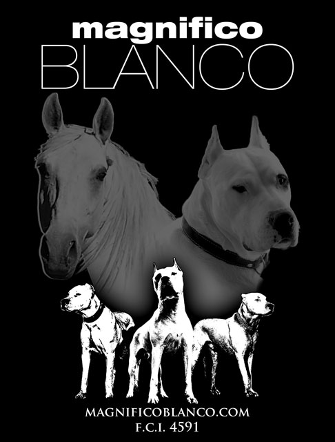Dogo Argentino Magnifico Blanco