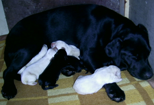 stenci labrador retrivera