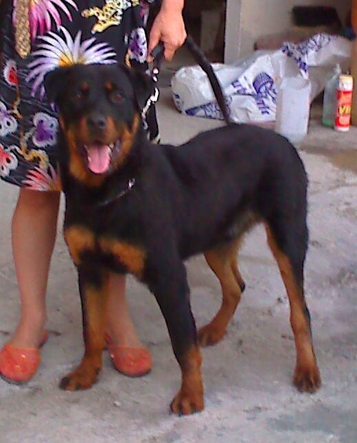 oglasi, Rottweiler muzjak