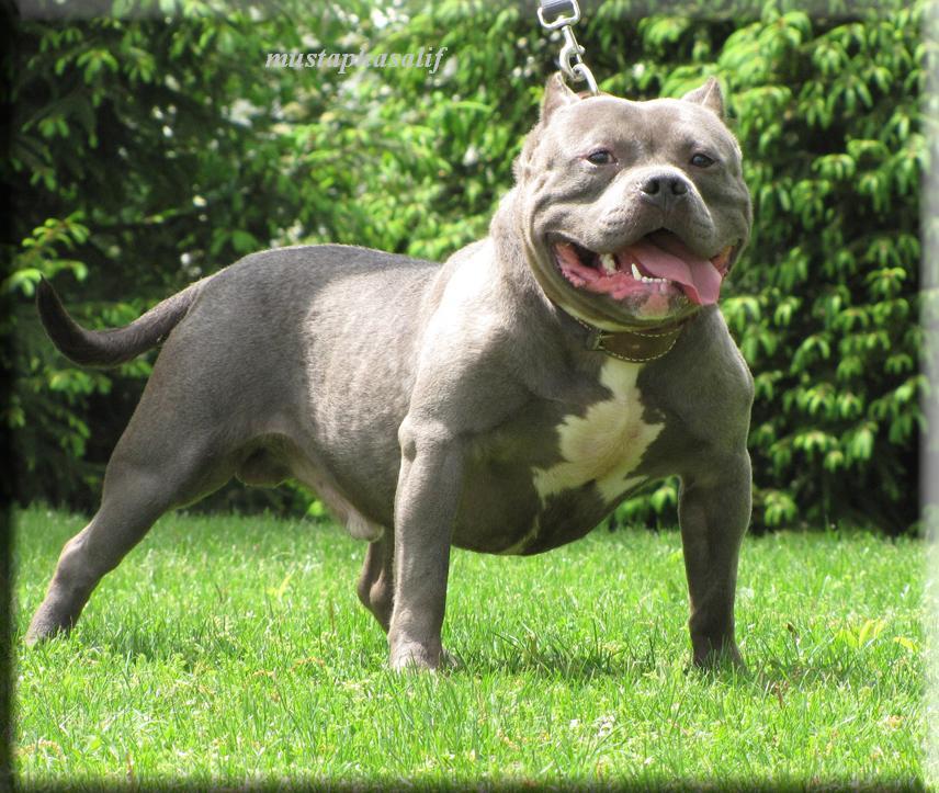 Ameriki pit bull psi za prodaju