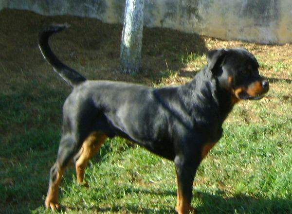 oglasi, ODRASLE ROTTWEILER ENKE