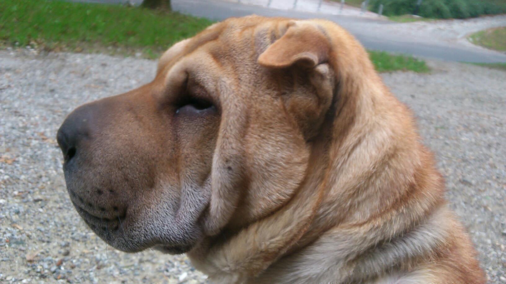 SHAR PEI, TENCI