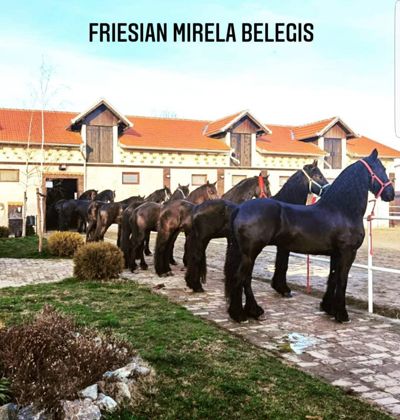 Frizijski konji prodaja