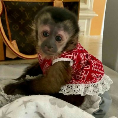 oglasi, Kapucinski majmuni dostupni